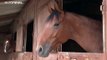 En libertad sin cargos el único detenido por el caso de los caballos mutilados en Francia