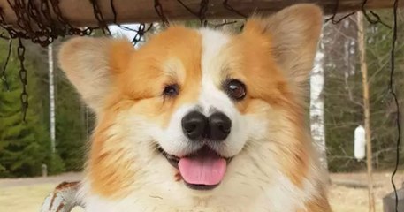 Ce corgi né avec un œil et deux nez déjoue les diagnostics des vétérinaires qui le condamnaient