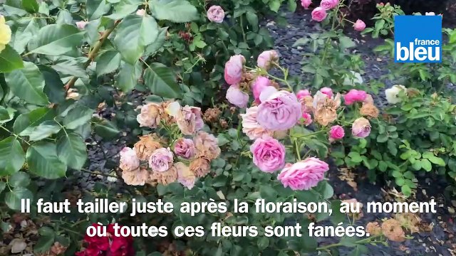 Roland Motte, jardinier : la taille des arbustes