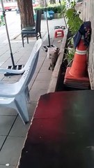 Pouncing Cat Gets Caught Being Clumsy