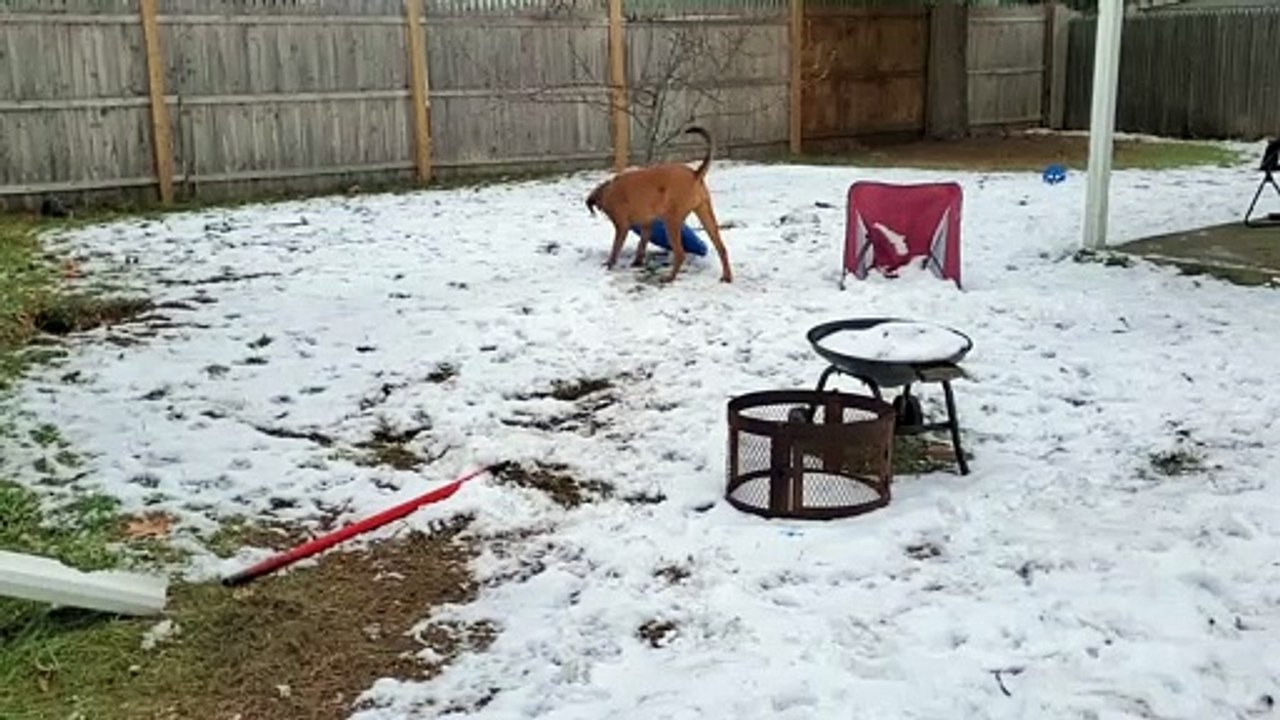 Sweet Dog Goes Sledding