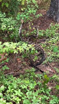Snakes Wrestle in the Woods