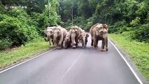 Beautiful moment elephant family walks together on Thai mountain road