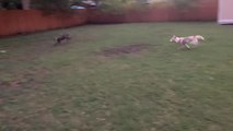 Husky Puppy Chases Greyhound Dog in Backyard of House