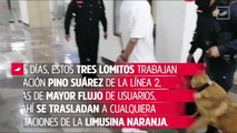 Tecla, Polvo y Héctor: conoce a los lomitos policías del Metro