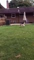 Amazing dog jumps to catch Frisbee in Slow Motion