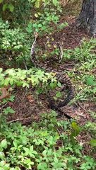 2 serpents se lancent dans une chorégraphie impressionnante