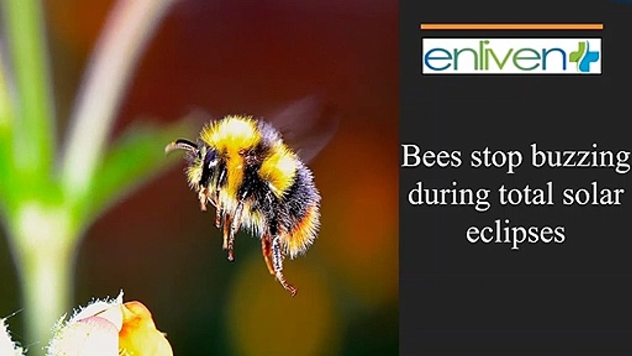 Bees stop buzzing during total solar eclipses.