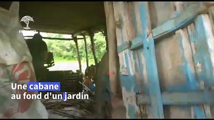 En Inde, une femelle léopard et ses bébés découverts dans un cabanon