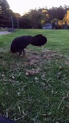 Turkey Steps on Small Bird While Eating