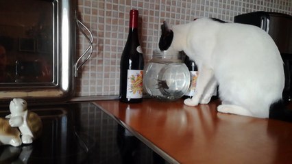 Cat Drinks Water from Goldfish's Home