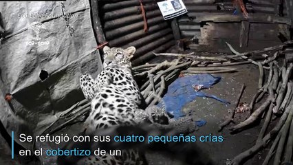 La intimidad de una mamá leopardo con sus cachorros