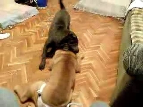 Shar peis playing