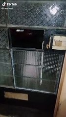 Perrito le abre la puerta de su casa a sus otros 'amigos peludos'