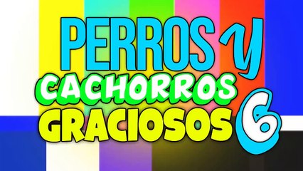 PERROS Y CACHORROS GRACIOSOS