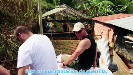 KINGS OF CANNABIS (V.O.S.E)