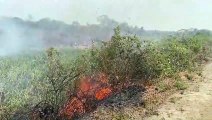Incendios en Pantanal ponen en riesgo la fauna silvestre