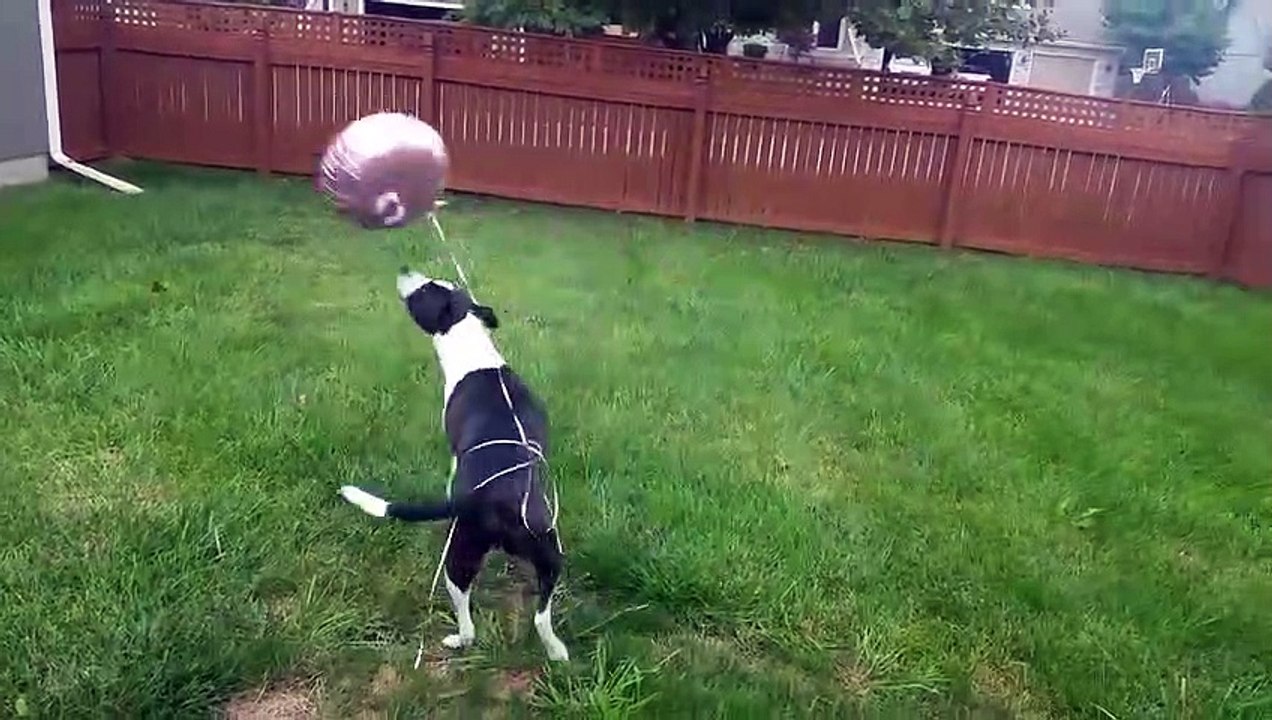 Dog Plays with Balloon