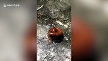 Red ants kidnap centipede while stinging it to death