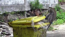 Monkeys invade house while family were away on holiday