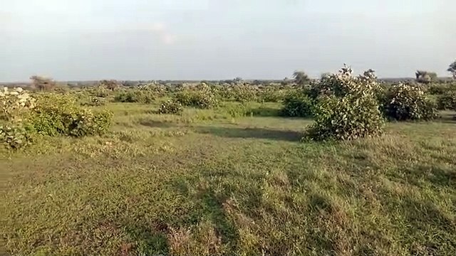 भू माफियाओं के हौसले बुलंद, शासकीय गोचर भूमि पर किया अवैध कब्जा