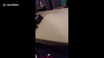 Making the bed isn't simple when you have a dog