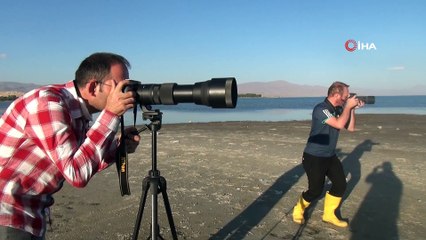 Van Gölü binlerce flamingoya ev sahipliği yapıyor