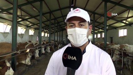 Doğu’da şap aşılama kampanyası başlatıldı