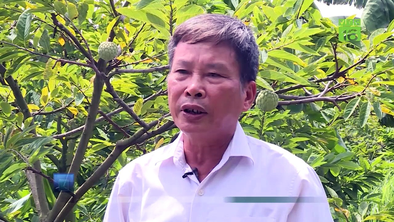 Na dai đất mỏ: Bán 35.000 đồng/kg, lãi 250 triệu/ha | VTC16