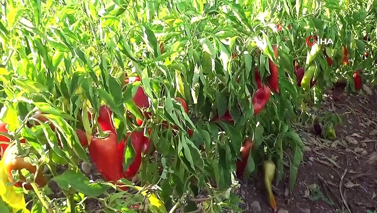 Biber kentinde salça telaşı