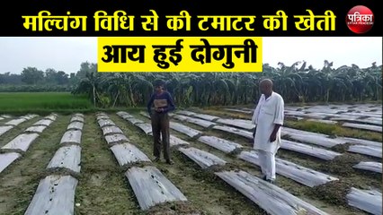 मल्चिंग विधि से की टमाटर की खेती, आय हुई दोगुनी