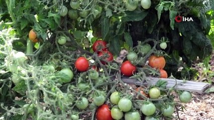 BU DOMATES TÜRÜ GÖRENLERİ ŞAŞIRTIYOR