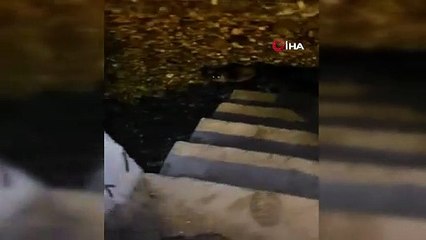 Nesli tükenen su samuru Bursa’da görüntülendi