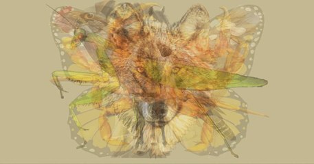 Quel animal voyez-vous en premier sur cette image ?