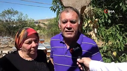 Aç kalan ayı önce kovandaki balları, sonra bostandaki kavun ve karpuzları yedi