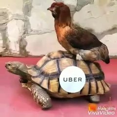 Beautiful nature cute  animals movement in the world's....