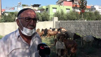 Ahıra giren sokak köpekleri 7 keçiyi telef etti, keçilerin sahibi gözyaşlarına boğuldu