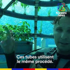 Cultiver des plantes sous l’eau ? C’est possible !