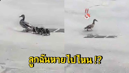 แม่เป็ดระทม ลูกน้อยเดินตามหายไป 1 ตัว ก่อนวกกลับมาตาม ทีนี้กลายเป็นลูกหายหมดเลย