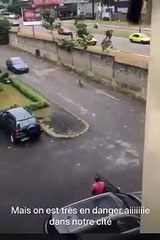 Une hyène s'échappe du zoo d'Abidjan pour se promener en ville, panique dans la population