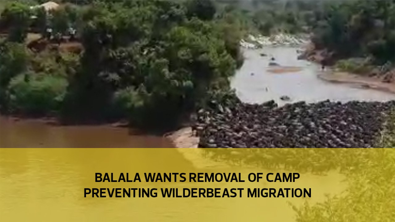 Balala wants removal of camp preventing wilderbeast migration