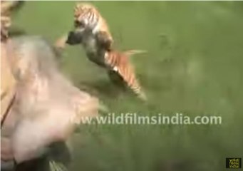 Most Famous Tiger Attack in Indian forests: the full story!