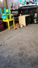 Cat Can't Stand His Cone Collar