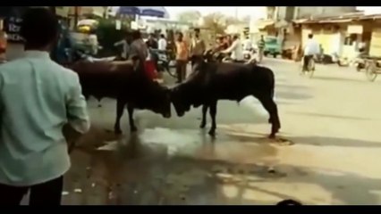 Funny video Do sandh ka bich ma sarabi ka kya hua