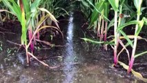 Suruç’ta 5 bin dönüm tarım arazisi sular altında kaldı