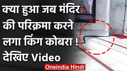 Himachal में जब मंदिर की परिक्रमा करने लगा किंग कोबरा ! देखिए हैरान करने वाला Video | वनइंडिया हिंदी