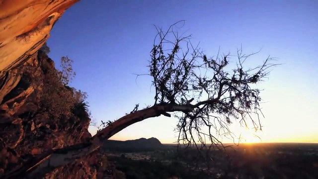 قطيع من الجواميس ينقذ جاموس صغير من موت محقق من بين انياب الضباع