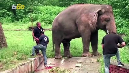 Frank Sinatra’s Voice Soothes Nervous Elephant