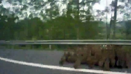 Dozens of ducklings wander on Chinese highway