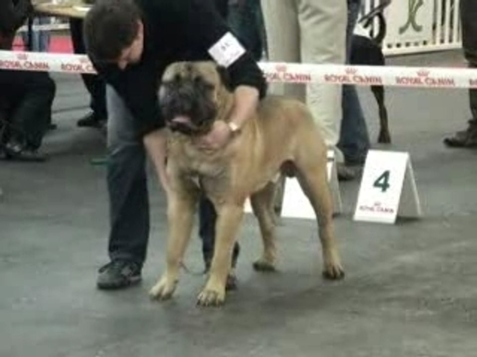 ParisDogShowmolosses